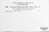 Uromyces hedysari-paniculati image